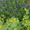 <em>Association de couleurs</em> bleu profond & vert chartreuse 12/07/2016 Salvia chamaedryoides & Alchemilla mollis