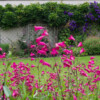 <em>Association de couleurs</em> rose & bleu 08/07/2016 Arrière plan: Clématite Jackmani ; avant-plan : Penstemon Garnet