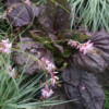 Gaura lindheimeri 'Rosyjane' &#038; Plantago major 'Purpurea'
