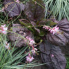 <em>Association de couleurs</em> rose pâle & pourpre foncé 12/07/2016 Gaura lindheimeri 'Rosyjane' & Plantago major 'Purpurea'