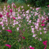 <em>Association de couleurs</em> rose pâle & rose foncé 12/07/2016 Penstemon 'Garnet' & Penstemon 'Apple blossom'