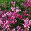 <em>Association de couleurs</em> rose pâle & rose foncé 12/07/2016 Penstemon 'Garnet' & Gaura