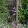 Clématite Saphyra double rose &#038; Geranium x riversleaianum 'Mavis Simpson'