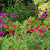 <em>Association de couleurs</em> rouge vif et rose magenta 12/07/2016 Géranium psilostemon & Salvia microphylla 'Grahamii'