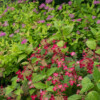 <em>Association de couleurs</em> rouge vif & vieux rose 12/07/2016 Hydrangea serrata 'Kurenai' & Spiraea japonica 'Golden Princess'