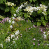 Tentative association of Lamprocapnos spectabilis 'Alba' and Nemesia denticulata 'Confetti'. In the back: Japanese snowball 'Lanarth'.