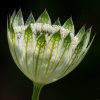 Fleur semi-ouverte (focus stacking)