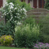 Iceberg rose in its environment