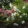 Vue à travers le Styrax et le Photinia. Au premier plan : Hydrangea paniculata 'Sundae Fraise', au second plan : Gaura.
