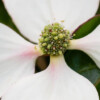 Fleur & bractées (gros plan)