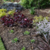 <em>Evolution bordure Ouest 2016-2017</em> 02/04/2017 Les nouvelles plantes sont en place, tout va bien...