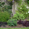 <em>Evolution bordure Ouest 2016-2017</em> 07/05/2017 Un plant de polygala a remplacé les 3 plants d'hakonechloa grillés par le soleil