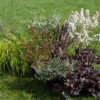 <em>Evolution bordure Ouest 2016-2017</em> 16/03/2017 Quelques-unes des plantes prêtes pour leur mise en place