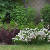 <em>Evolution bordure Ouest 2016-2017</em> 22/06/2017 Les nouveaux plants d'oenothères fleurissent abondamment