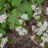 <em>Aronia arbutifoli</em>a 'Brilliant' 17/04/2017 Floraison de printemps
