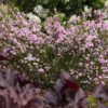 <em>Evolution bordure Ouest 2016-2017</em> Diosma 'Pink Fountain' 17/04/2017 En fin de floraison, prend une coloration rose plus soutenue.