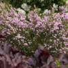 <em>Evolution bordure Ouest 2016-2017</em> Diosma 'Pink Fountain' 17/04/2017 En fin de floraison, prend une coloration rose plus soutenue.