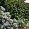 Whites only! From left to right: Choisya 'White Dazzler', Pearlbush 'The Bride' and Choisya ternata.