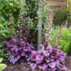 <em>Heuchera x</em> 'Plum Royale' 08/05/2018 Début floraison