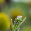 <em>Mante religieuse</em> 08/09/2019 La toilette des pattes continue...