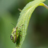 Nezara viridula