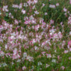 Fluttering in the wind