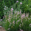 <em>Penstemon x gloxinioides</em> 'Apple blossom' 29/06/2018 Nouvelle association avec la lavatère 'Barnsley' en arrière-plan.