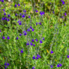 Remontée florale début aôut