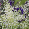 Floraison d'été en compagnie de Aconitum napellus