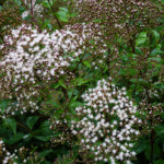 Jardin de Christelle