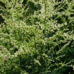 <em>Visie du</em> 19/08/2021 Jardin de Christelle