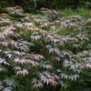 Jardin La Péfolière