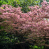 Jardin La Péfolière