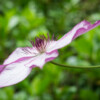 Jardin La Péfolière