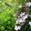Jardin La Péfolière