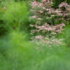Jardin La Péfolière