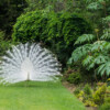 Jardin La Péfolière