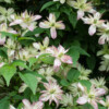 Jardin La Péfolière