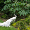 Jardin La Péfolière