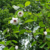 Jardin La Péfolière