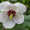 Jardin La Péfolière