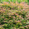 Jardin La Péfolière