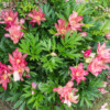 Jardin La Péfolière