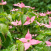 Jardin La Péfolière