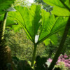 Jardin La Péfolière