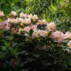Jardin La Péfolière