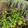 <em>Visite du</em> 16/10/2016 Jardin "La Maison" - Mégrit