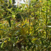 <em>Visite du</em> 16/10/2016 Jardin "La Maison" - Mégrit