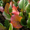 <em>Visite du</em> 16/10/2016 Jardin "La Maison" - Mégrit