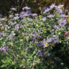 <em>Visite du</em> 16/10/2016 Jardin "La Maison" - Mégrit